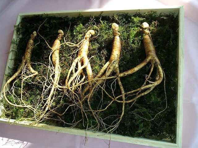 Aliments aphrodisiaques-ginseng